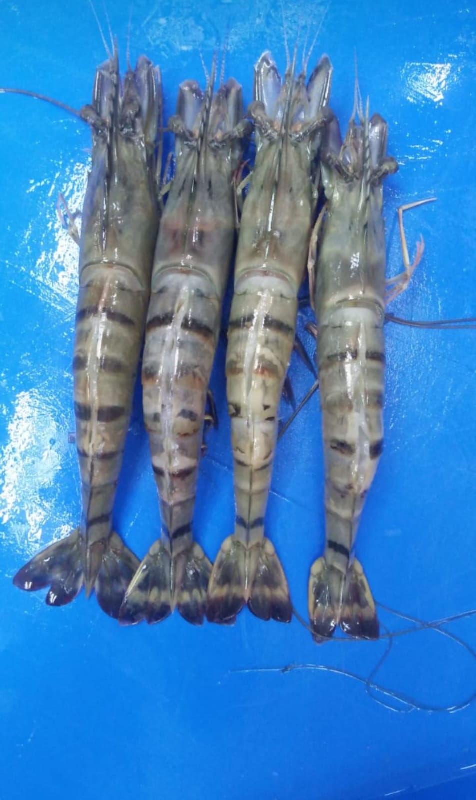 Shrimp Collection